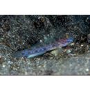 Istigobius hoshinonis (Tanaka, 1917)