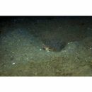 Cryptocentrus shigensis Kuroda, 1956