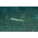 Gunnellichthys viridescens Dawson, 1968