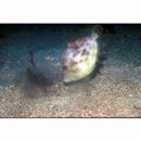 Stephanolepis cirrhifer (Temminck et Schlegel, 1850)