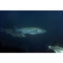 Mugil cephalus cephalus Linnaeus, 1758