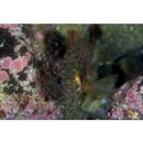 Sebastes inermis species complex