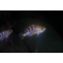 Sebastes joyneri Gunther, 1878