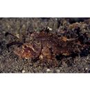 Pteroidichthys amboinensis Bleeker, 1856