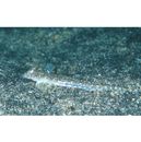 Repomucenus ornatipinnis (Regan, 1905)