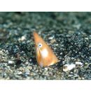 Apterichtus australis McCosker et Randall, 2005