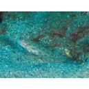 Ctenogobiops mitodes Randall, Shao et Chen, 2007