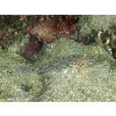 Fusigobius neophytus (Gunther, 1877)