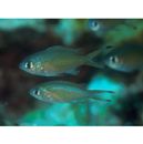 Chromis weberi Fowler et Bean, 1928