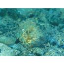 Chaetodermis penicilligera (Cuvier, 1816)