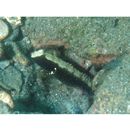 Cryptocentrus albidorsus (Yanagisawa, 1978)