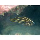 Grammistes sexlineatus (Thunberg, 1792)