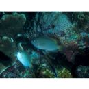 Pomacentrus lepidogenys Fowler et Bean, 1928