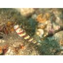 Amblyeleotris wheeleri (Polunin et Lubbock, 1977)