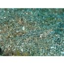 Istigobius goldmanni (Bleeker, 1852)