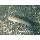 Valenciennea sexguttata (Valenciennes, 1837)