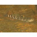 Sicyopterus japonicus (Tanaka, 1909)