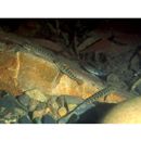 Sicyopterus japonicus (Tanaka, 1909)