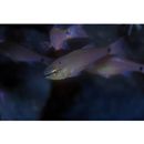 Ostorhinchus notatus (Houttuyn, 1782)