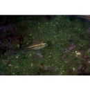 Ostorhinchus endekataenia (Bleeker, 1852)