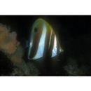 Coradion altivelis McCulloch, 1916