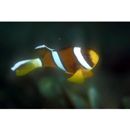 Amphiprion clarkii (Bennett, 1830)