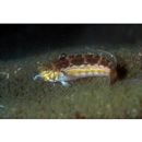 Parapercis snyderi Jordan et Starks, 1905