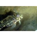 Istiblennius enosimae (Jordan et Snyder, 1902)