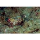 Neosynchiropus ijimae (Jordan et Thompson, 1914)