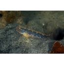 Acentrogobius virgatulus (Jordan et Snyder, 1901)