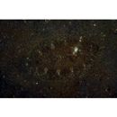 Asterorhombus intermedius (Bleeker, 1865)