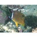 Chaetodon auripes Jordan et Snyder, 1901