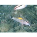 Parupeneus indicus (Shaw, 1803)