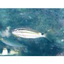 Parupeneus spilurus (Bleeker, 1854)