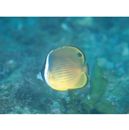 Chaetodon auripes Jordan et Snyder, 1901