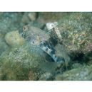 Bathygobius fuscus (Ruppell, 1830)