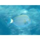 Acanthurus dussumieri Valenciennes, 1835