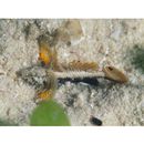 Gobiidae, indeterminate genus et species