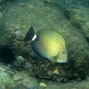 Acanthurus maculiceps (Ahl, 1923)