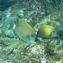 Acanthurus maculiceps (Ahl, 1923)