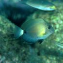 Acanthurus maculiceps (Ahl, 1923)