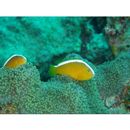 Amphiprion sandaracinos Allen, 1972