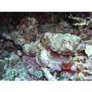 Scorpaenopsis neglecta Heckel, 1837 or S. diabolus Cuvier, 1829