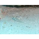 Fusigobius signipinnis Hoese et Obika, 1988