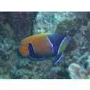 Pomacanthus navarchus (Cuvier, 1831)