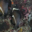 Heniochus varius (Cuvier, 1829)