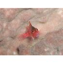 Cirrhitichthys oxycephalus (Bleeker, 1855)