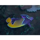 Pomacanthus navarchus (Cuvier, 1831)