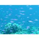 Pseudanthias tuka (Herre et Montalban, 1927)