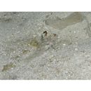 Fusigobius signipinnis Hoese et Obika, 1988